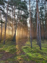 Sunrise in the pine forest 