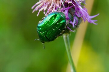 beetle on flower