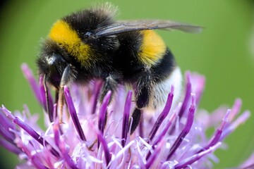 bee on a flower