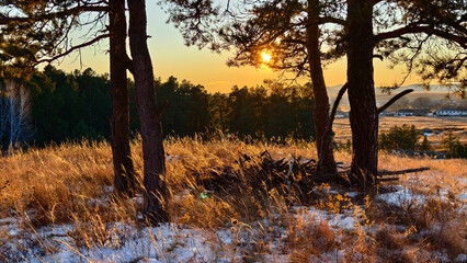 Evening light falls over a coniferous forest near Balkashino village, Kazakhstan. Small houses are...