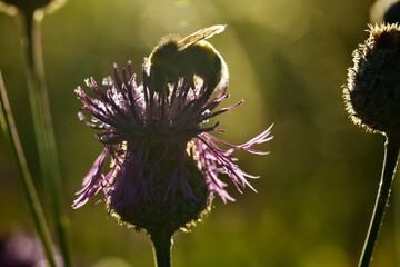 bee on thistle