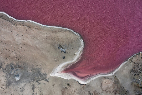 Aerial view of a vibrant pink lagoon meeting the textured shoreline, a stark contrast of colors and terrain, Syvash lake, Kherson Oblast, Ukraine.