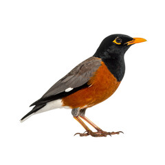 Fototapeta premium Realistic Small Bird