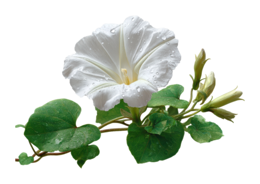 Blooming white morning glory flower nature botanical. Isolated on transparent background, png.
