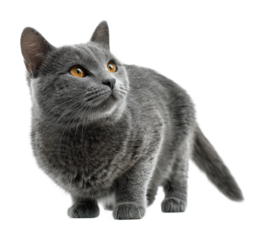 Playful gray cat in adorable animal portrait. Isolated on transparent background, png.