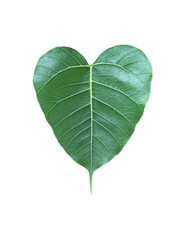Isolated a single green Bodhi leaf on transparent background with clipping paths. The heart-shaped leaf with detailed veins symbolizes peace, mindfulness, and spiritual awakening in Buddhism.