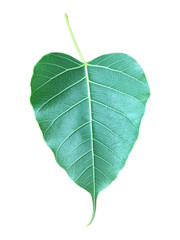 Isolated a single green Bodhi leaf on transparent background with clipping paths. The heart-shaped leaf with detailed veins symbolizes peace, mindfulness, and spiritual awakening in Buddhism.
