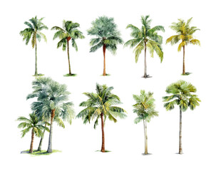 Palm trees collection tropical landscape nature view. Isolated on transparent background, png.