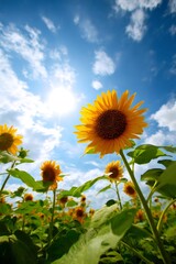 Sunflowers reaching for the sun in a vibrant field, basking under a bright blue sky dotted with fluffy clouds, embodying summer's beauty