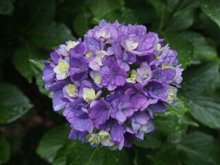 雨上がりの紫陽花