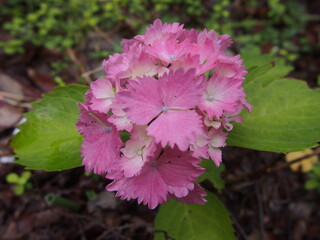 ピンクのかわいいガクがついた紫陽花