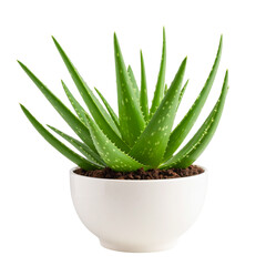 aloe vera plant isolated on white