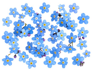 Top View of Scattered Forget-Me-Not Blooms on White Surface, Flat Lay Composition, Isolated on Transparent Background