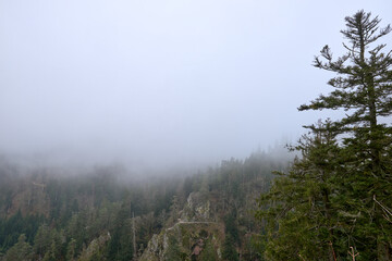 SCHWARZWALD - Dramatic foggy mountain landscape with dense evergreen forest and rocky cliffs in the Black Forest Germany, mystical mist-covered wilderness with towering pine trees and rugged terrain