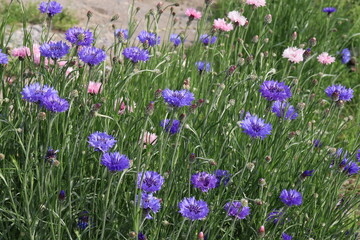 日本の春の野原に咲く紫色やピンク色のヤグルマギクの花