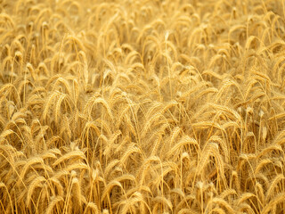 wheat field, ears of golden wheat closeup, harvest concept