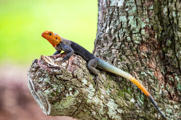 Agama agama Lizard Resting on Tree Trunk. Exotic Reptile in the Wild