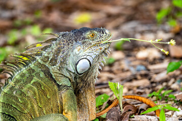 Wild Green Iguana Eats Blossom. Symbol of Invasive Species Problem in Florida
