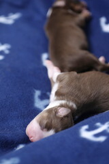 Two puppies are sleeping on a blue blanket with a pattern of anchors