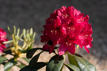 The bright red rhododendron 'Nova Zimba' shimmers in the sunlight.