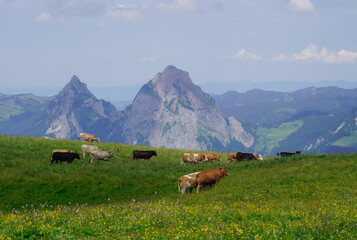 Cows in the meadow in the Swiss Alps