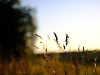Evening sunlit views of wild grasses on a warm summer day in July, not quite sunset but the strong sun is low in the sky creating long shadow and beautiful images, no people