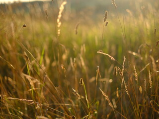 Obraz premium Evening sunlit views of wild grasses on a warm summer day in July, not quite sunset but the strong sun is low in the sky creating long shadow and beautiful images, no people