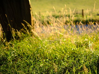 Evening sunlit views of wild grasses on a warm summer day in July, not quite sunset but the strong...