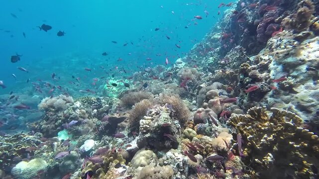 Picturesque coral reef in warm tropical sea. View of colorful underwater reef with hundreds of tropical fish and many hard and soft corals.