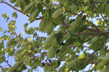 cherries on the tree