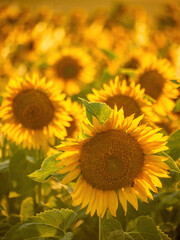 sunflower field under bright summer day sun's rays