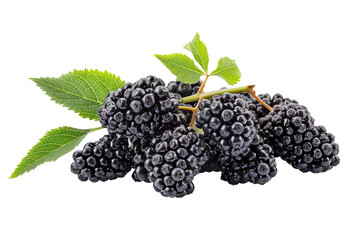 Organic elderberries bunch close up on transparent background