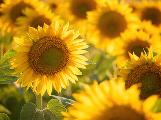 sunflower field under bright summer day sun's rays