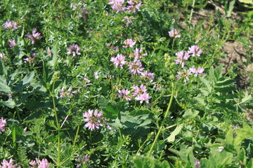flowers in the grass