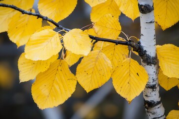 Obraz premium Vibrant yellow birch leaves clinging to a branch, showcasing the beautiful transition of fall foliage
