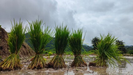 Bundles of vibrant green rice seedlings prepared for transplanting in a muddy paddy field in lao.