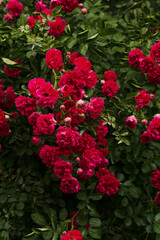 Naklejka premium Climbing Rose (Portland), selective focus