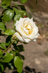 Rose Princess of Wales (Floribunda), close-up