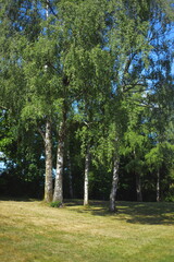birch trees, green park, summer landscape, nature scene, forest clearing, sunlight, shadows,...