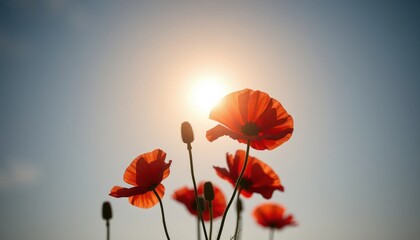 Backlit red poppies against a bright sunlit sky