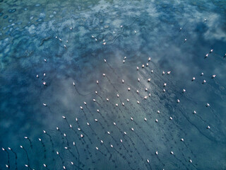 Aerial view of a flock of birds creating intricate patterns across the varied blue hues of the water's surface, Kalochori, Thessaloniki, Greece.