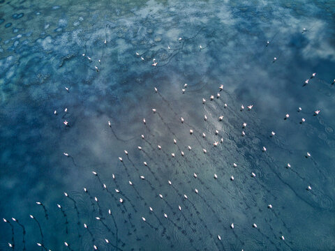 Aerial view of a flock of birds creating intricate patterns across the varied blue hues of the water's surface, Kalochori, Thessaloniki, Greece.