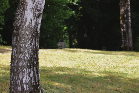 birch trees, green park, summer landscape, nature scene, forest clearing, sunlight, shadows, outdoor, tranquil, peaceful, environment, eco, foliage, countryside, grass field, woodland, scenic view - Powered by Adobe