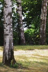 birch trees, green park, summer landscape, nature scene, forest clearing, sunlight, shadows,...