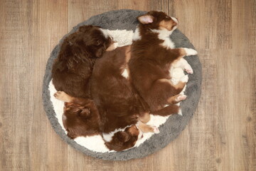 A group of puppies are sleeping on a round rug