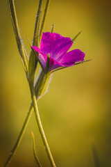  Wildflowers on a sunny day in June. Close-up on a blurred background.