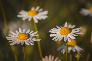 Chamomile. Wildflowers on a sunny day in June. Close-up on a blurred background.