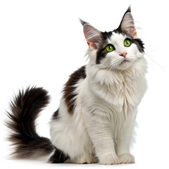 Obraz premium Cute young white British tabby kitten sitting isolated looking adorable with fluffy fur and beautiful paws portrait