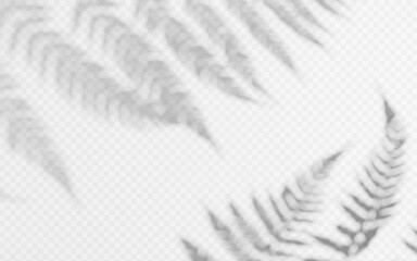 Shadow overlay from a fern branch isolated on a transparent background. © TanyaFox