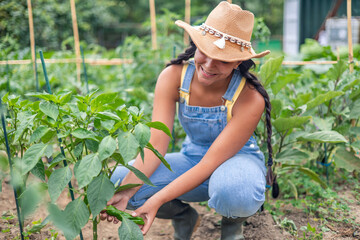 Latin farmer woman harvesting peppers in her garden